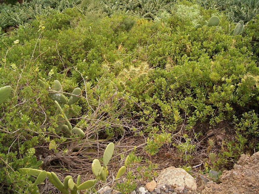 Matorral con Periploca laevigata en su hábitat natural