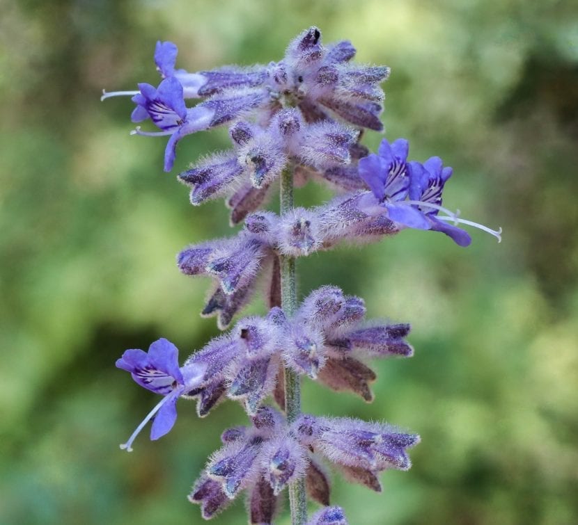 Detalle de las espigas florales azules de la salvia rusa