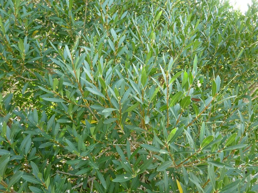 Mata de Phillyrea angustifolia en el matorral mediterráneo