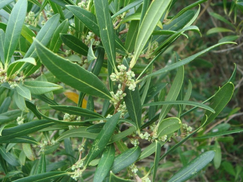 Racimillos de flores crema de Phillyrea angustifolia
