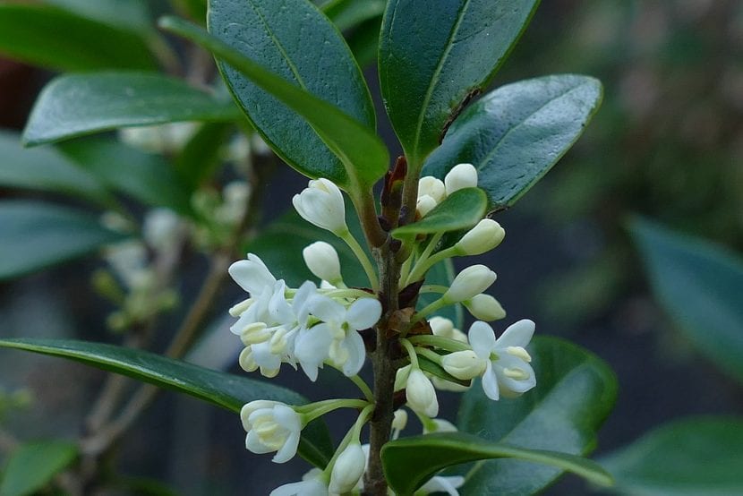 Flores blanquecinas del labiérnago negro en racimillos axilares