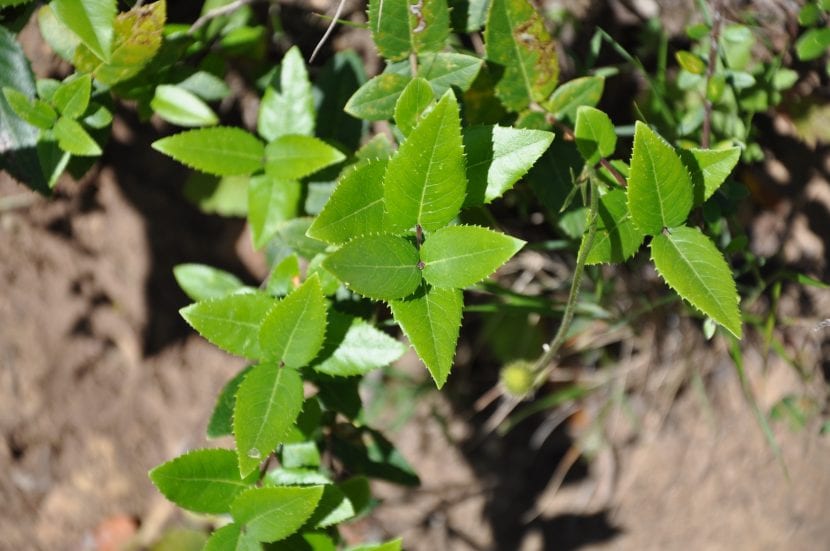 Hojas opuestas y coriáceas del labiérnago negro