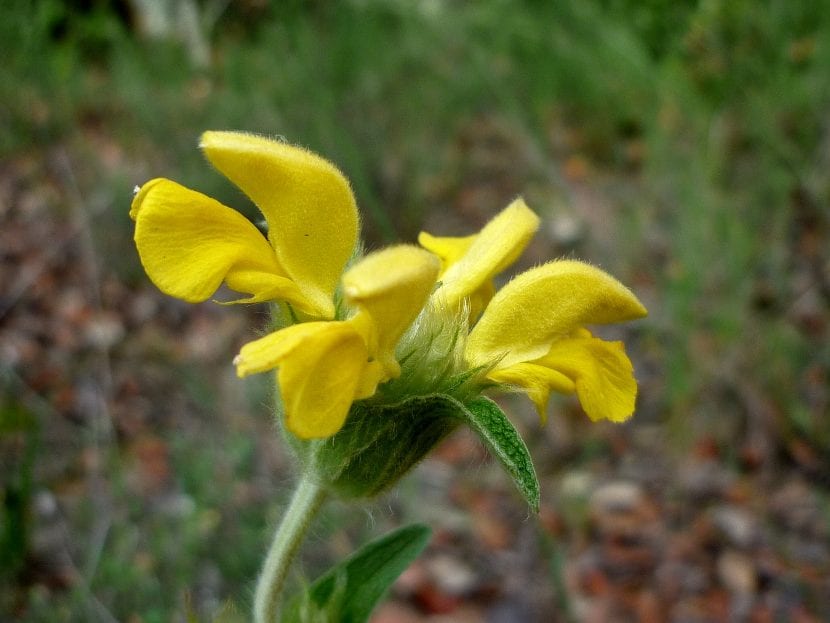 Mata de Phlomis lychnitis en flor