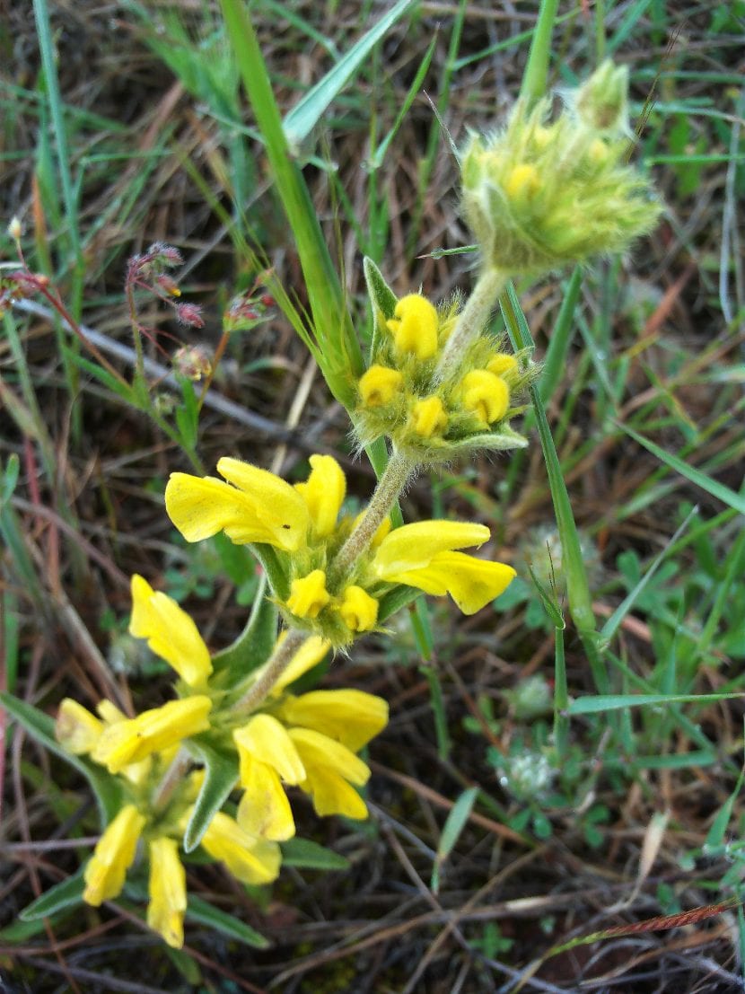 Detalle de la flor amarilla de Phlomis lychnitis