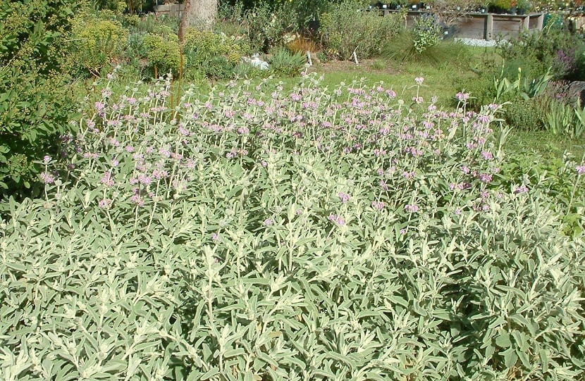 Arbusto completo de Phlomis purpurea en flor