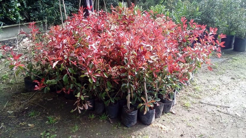 Seto de photinia recortado y en mantenimiento