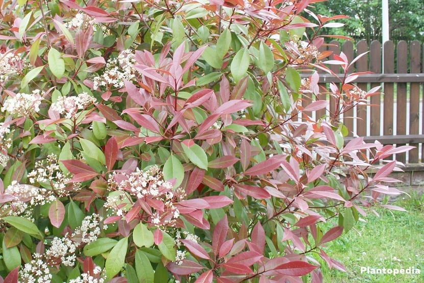 Ejemplar de Photinia fraseri con brotes rojos
