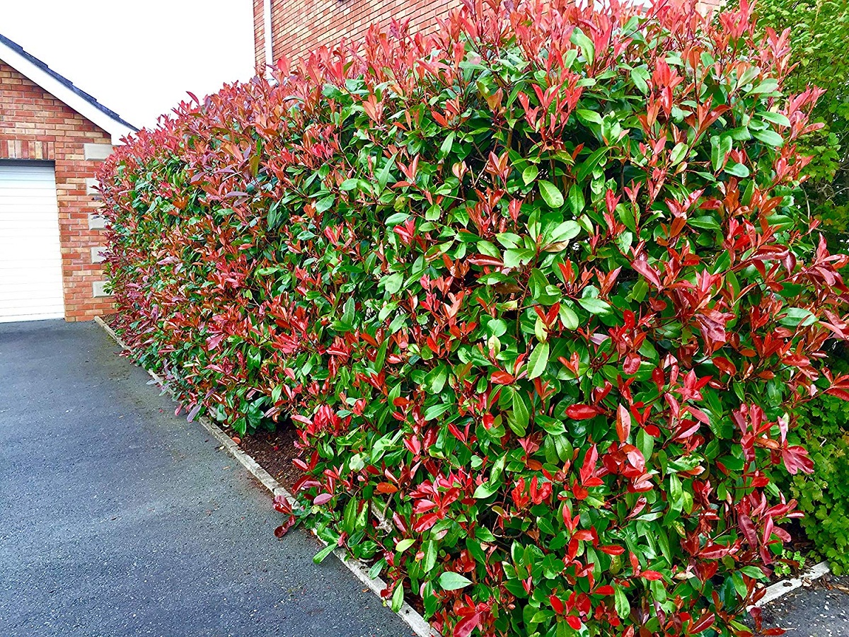 Arbusto de Photinia Red Robin con brotes rojos en la entrada de una casa