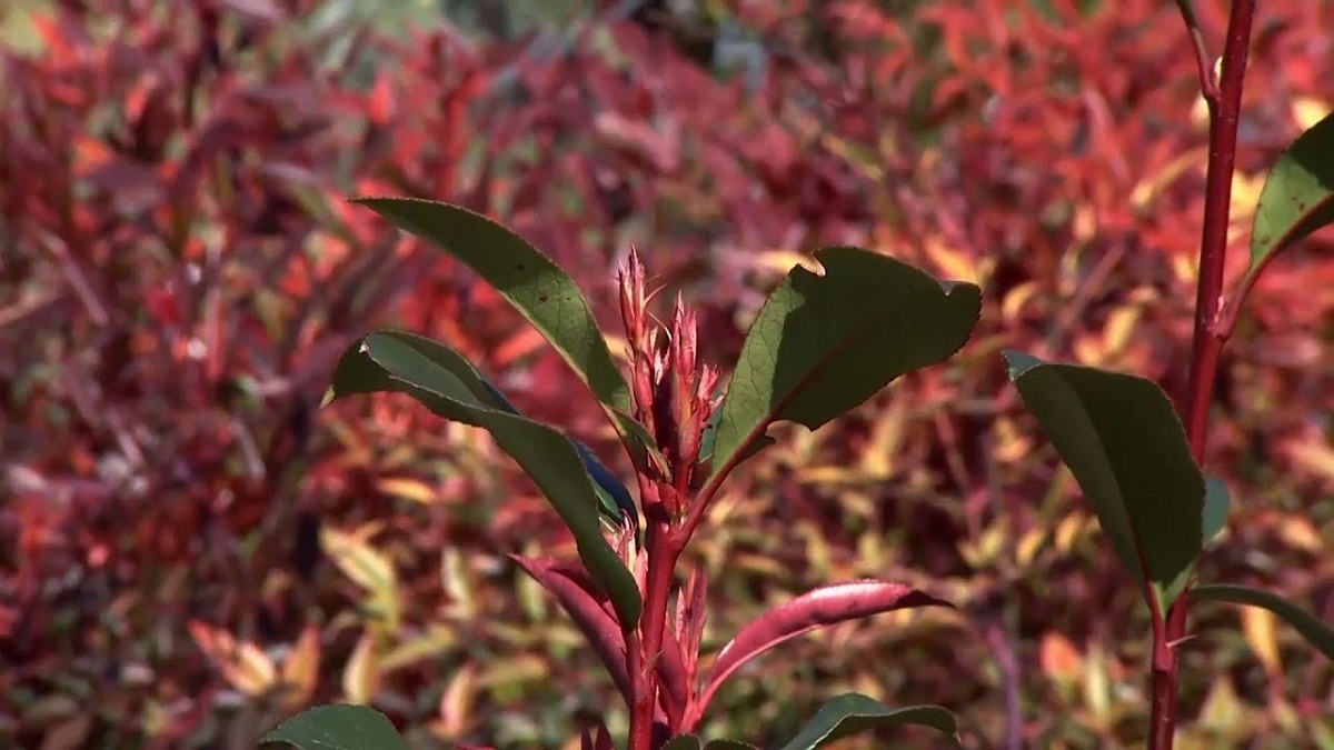 Rama de Photinia Red Robin de cerca con hojas rojizas