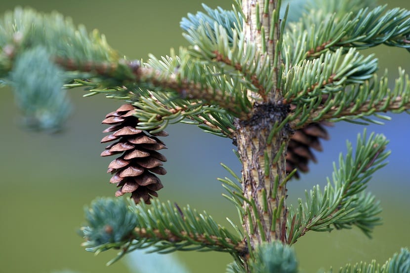 Conos colgantes de la conífera Picea glauca