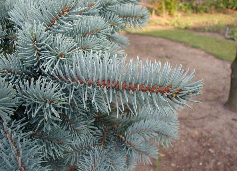 Ejemplar de Picea pungens con follaje azulado