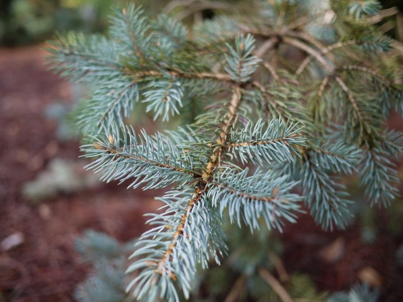 Detalle de las acículas punzantes de Picea pungens