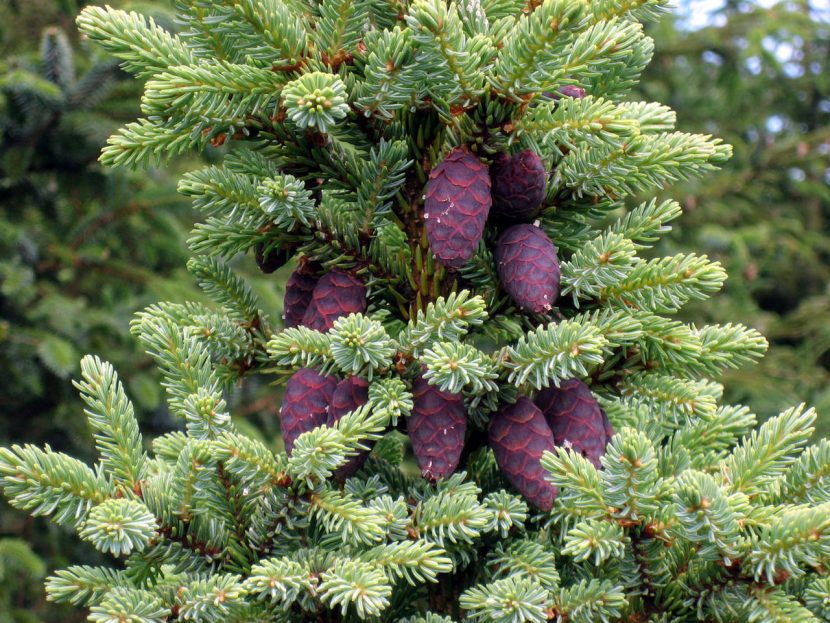 Piñas colgantes de Picea maduras