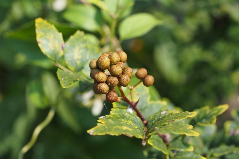 Frutos rojos abiertos del pimentero japonés, Zanthoxylum piperitum