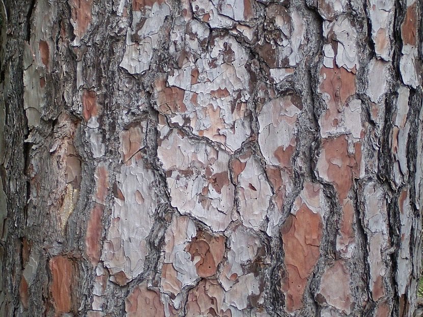 Tronco de pino canario con la corteza gruesa y agrietada