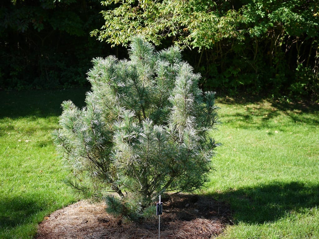Pinus pumila: cultivo y cuidados del pino enano siberiano