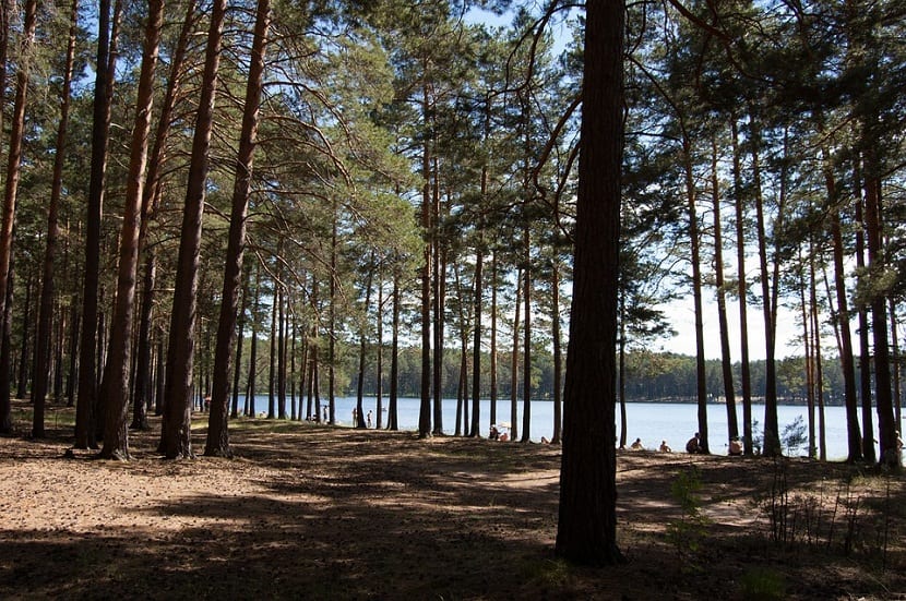 Bosque de coníferas junto a un lago, ambiente típico de la taiga siberiana