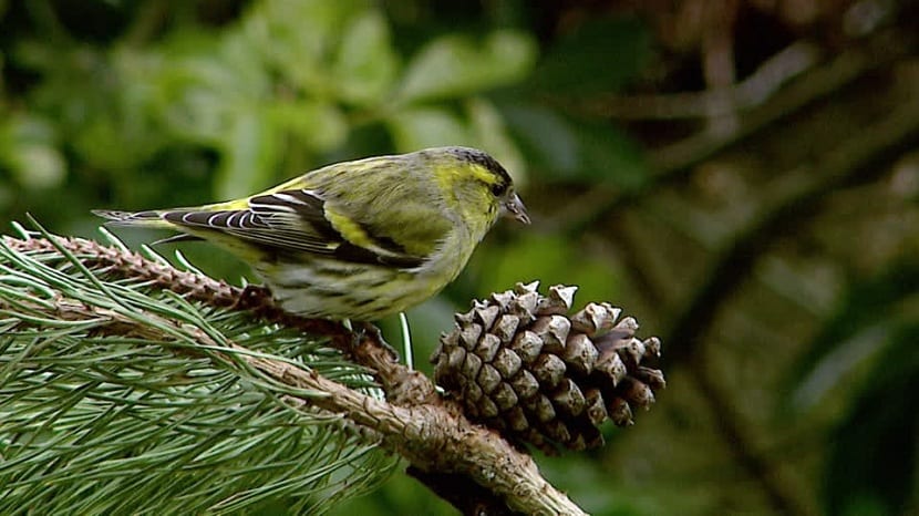Área de distribución del pino silvestre