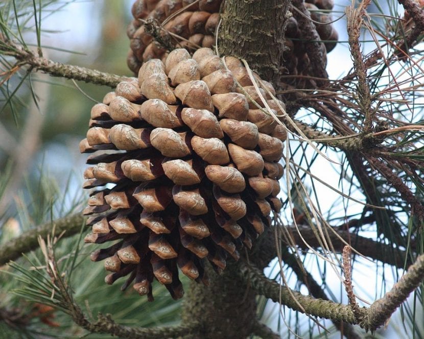Piña de Pinus radiata sobre la rama
