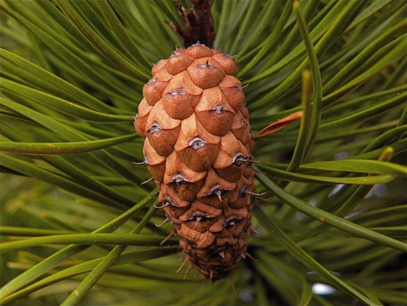 Piña pequeña y asimétrica de Pinus contorta sobre la rama