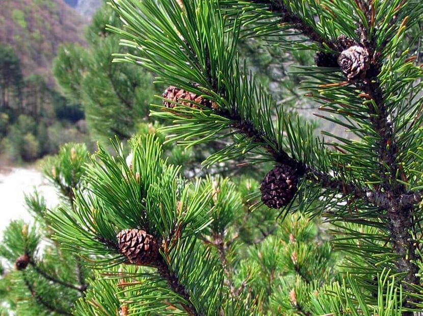 Piñas maduras entre las ramas de un pino de montaña