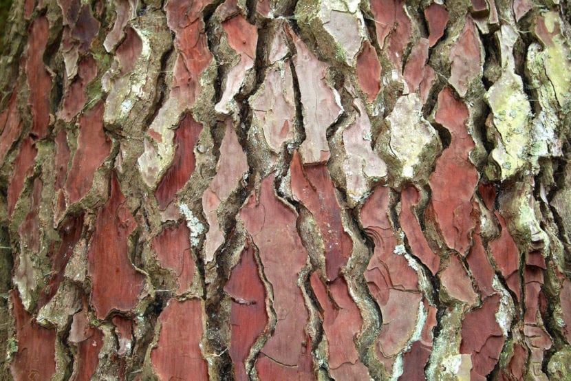 Corteza gruesa y agrietada del Pinus pinaster