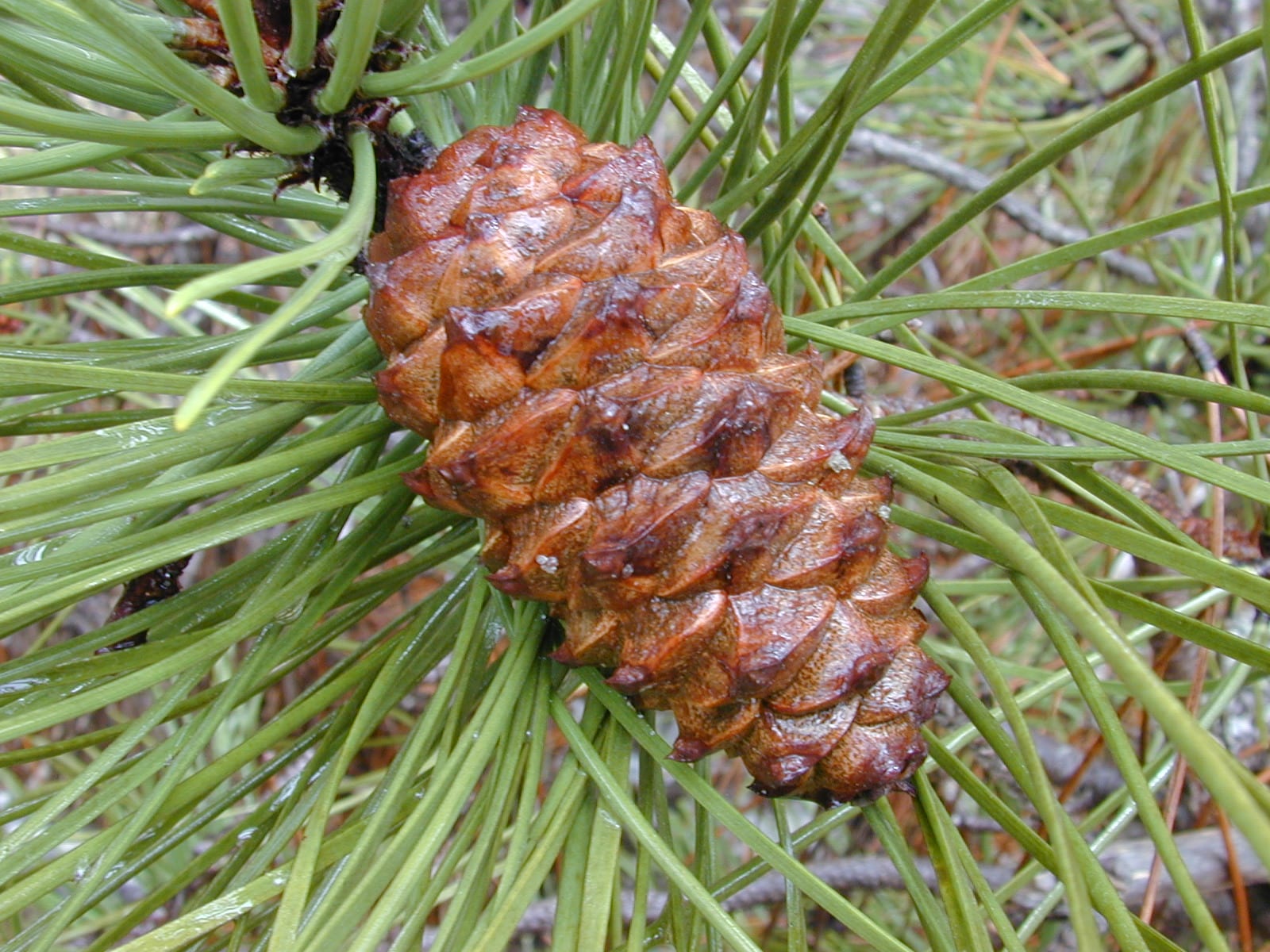 Pinus pinaster: identificación, cultivo y plagas