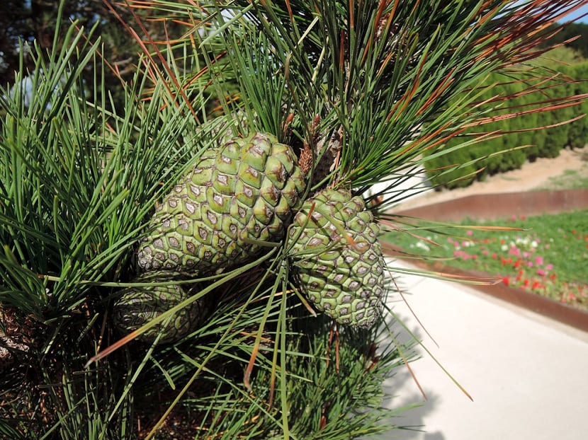 Piña de Pinus radiata sobre la rama