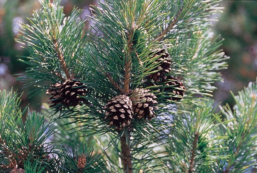 Ejemplar adulto de Pinus sylvestris