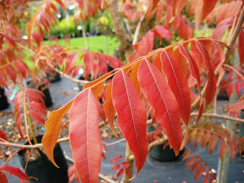 Hojas pinnadas de Pistacia chinensis con el color rojizo del otoño