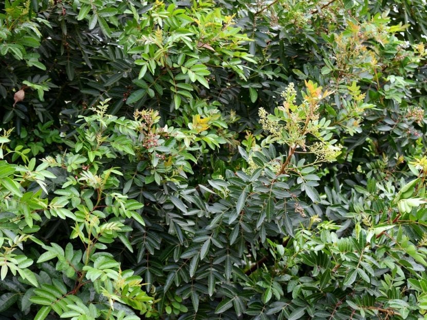 Detalle de las hojas imparipinnadas de Pistacia atlantica