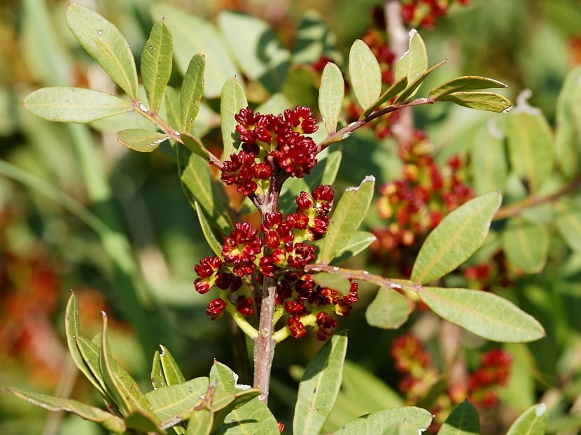 Ejemplar del género Pistacia con follaje pinnado