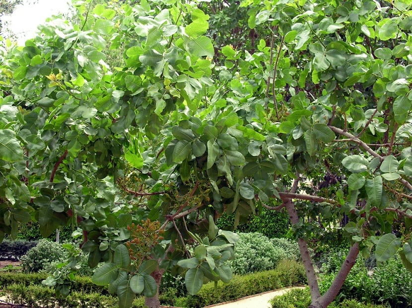 Frutos de Pistacia vera en el árbol