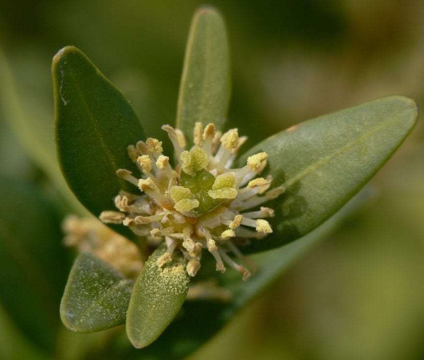 Flores de Buxus sempervirens en primavera