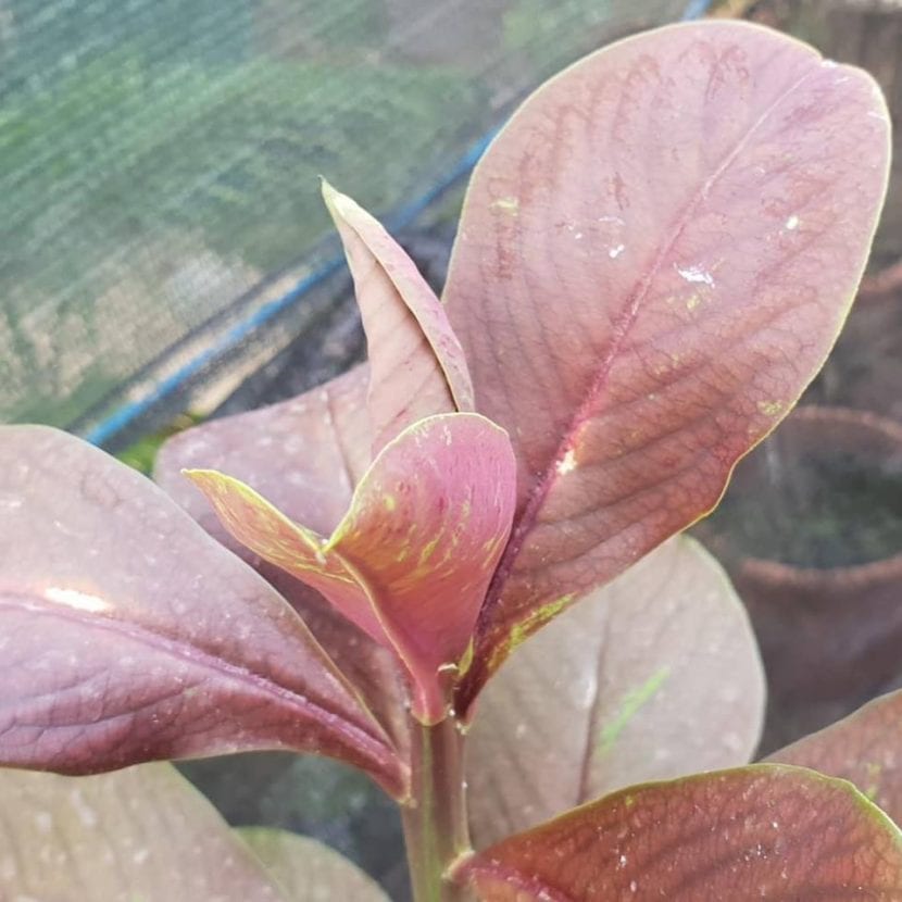 Ejemplar adulto de lechero africano cultivado en maceta