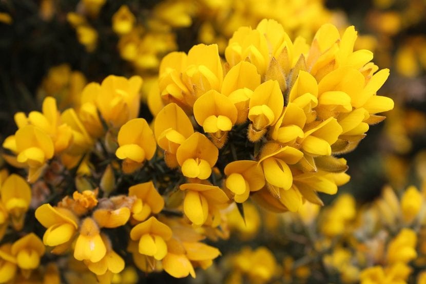 Flores amarillas de toxo en primavera