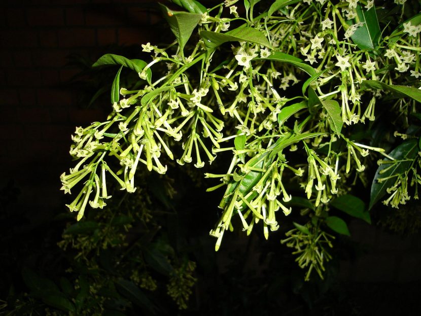 Racimo de flores tubulares del galán de noche