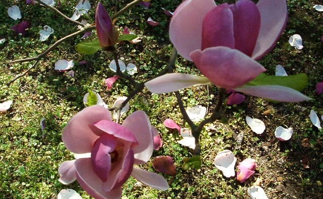 Cómo plantar magnolias: suelo, agua, especies y cuidados