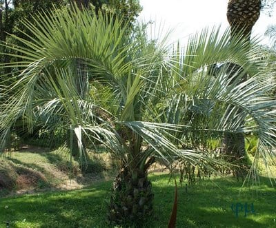 Palmeras plantadas en un jardín