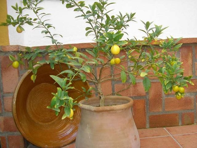 Limonero cultivado en maceta con frutos maduros