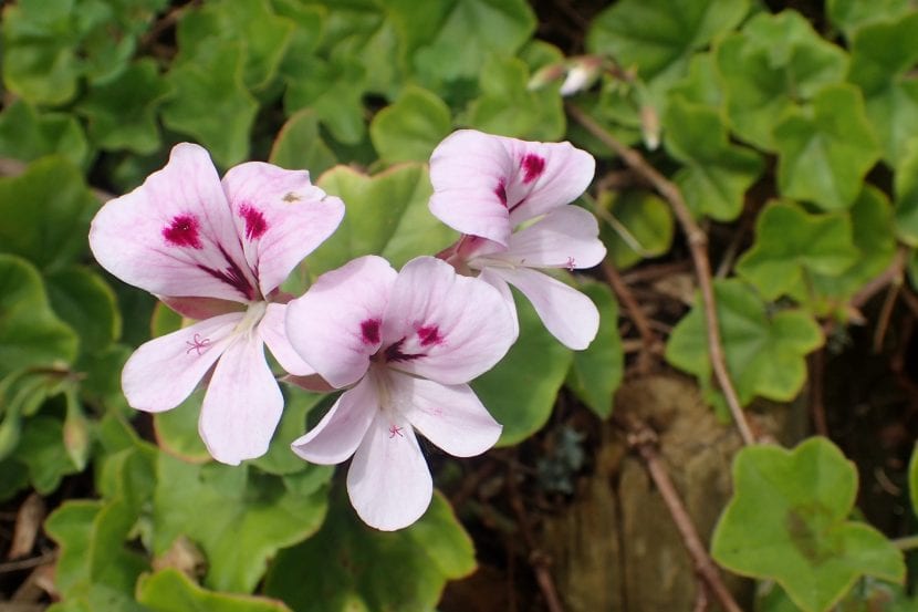 Geranio de hiedra, Pelargonium peltatum, en flor sobre una barandilla
