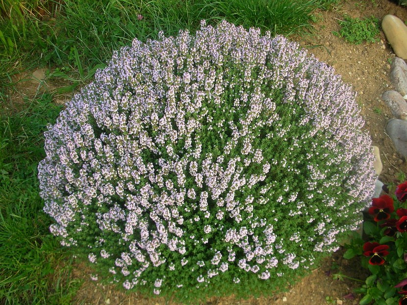 Mata de tomillo en flor