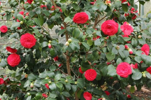 Flor roja de Camellia japonica abierta sobre follaje perenne brillante