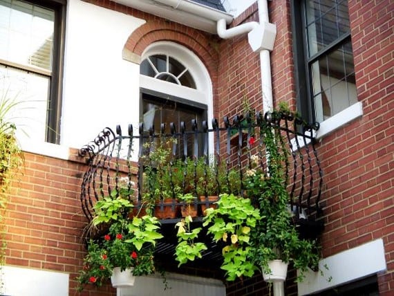 Balcón cubierto de plantas trepadoras en maceta