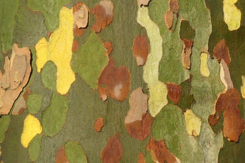Tronco jaspeado de Platanus x hispanica