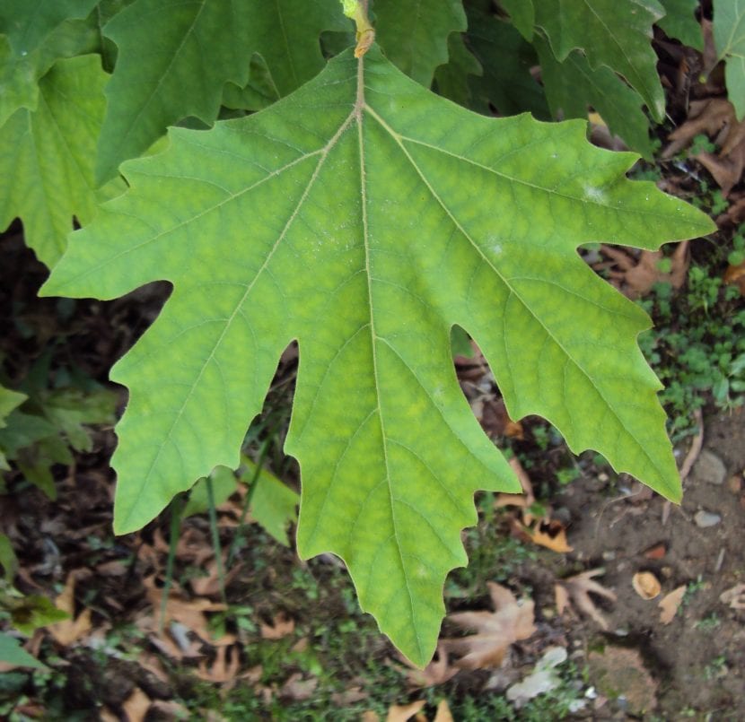 Hoja profundamente hendida de Platanus orientalis con lóbulos largos y estrechos
