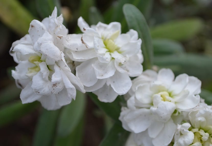 Flores blancas de Plumeria alba con el centro amarillo