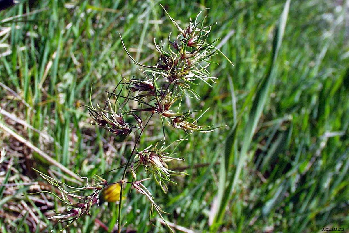Poa bulbosa: la hierba de bulbo del majadal y la dehesa
