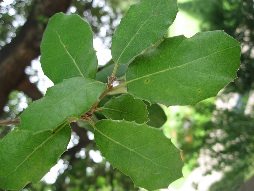 Hojas coriáceas y espinosas de encina