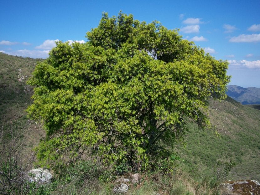 Podocarpus parlatorei, el pino del cerro sudamericano